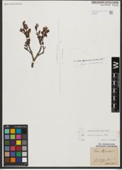 Foto von Salix waldsteiniana Willd.